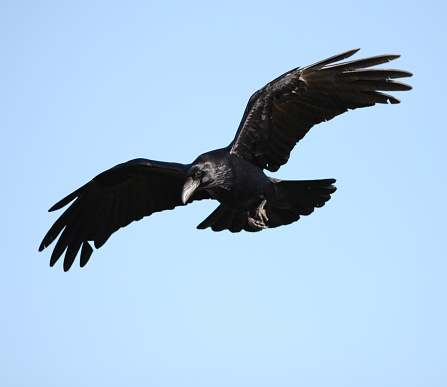 Raven in flight.