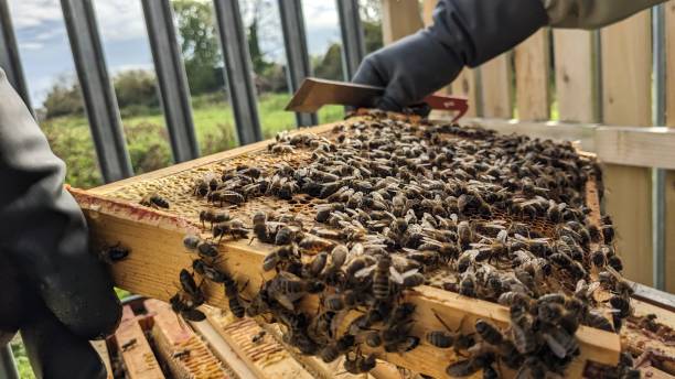 Bee Hive stock photo