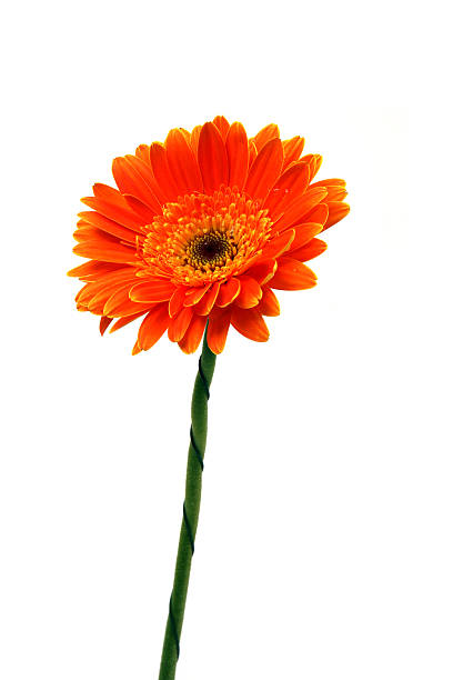 gerbera - flower single flower orange gerbera daisy - fotografias e filmes do acervo