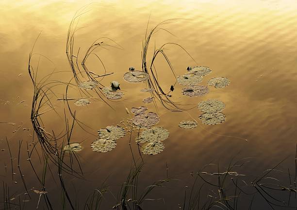 on 골든 연못 - wilderness area flower pond clear sky 뉴스 사진 이미지