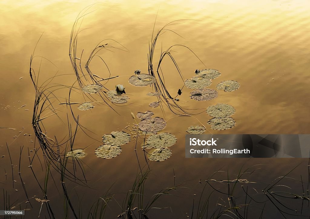 No Golden Pond - Royalty-free Anoitecer Foto de stock