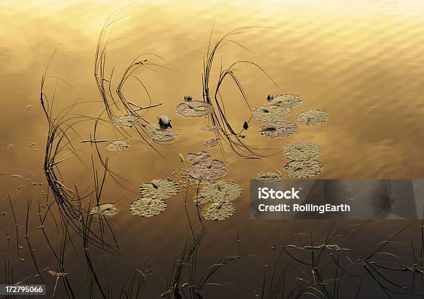 No Golden Pond - Fotografias de stock e mais imagens de Anoitecer - Anoitecer, Beleza, Beleza natural