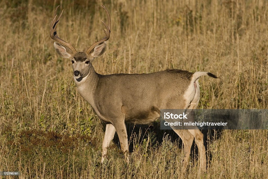 Mâle cerf buck avec accrochés verdoyants à flanc de colline - Photo de Animaux à l'état sauvage libre de droits