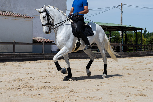 Purebred white horse performing dressage and riding exercise outdoors. Riding lesson with a purebred horse.