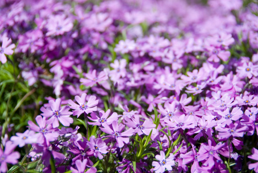 Creeping Phlox.Other images;