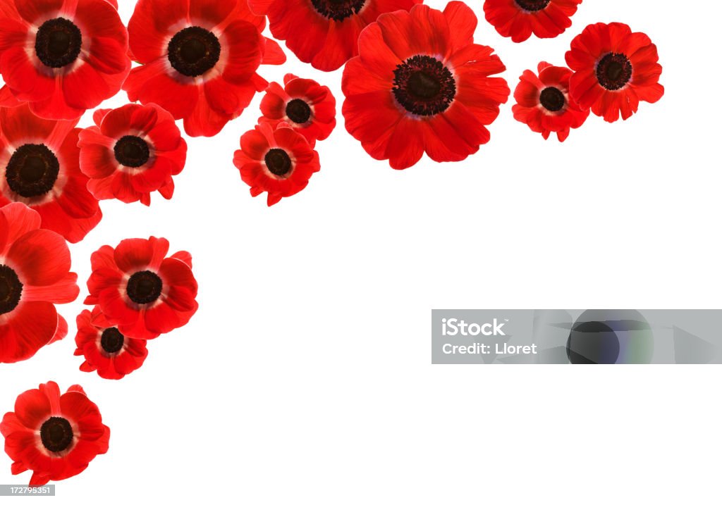 Isoliert Rot Poppies mit Textfreiraum (XXL - Lizenzfrei Mohn - Pflanze Stock-Foto