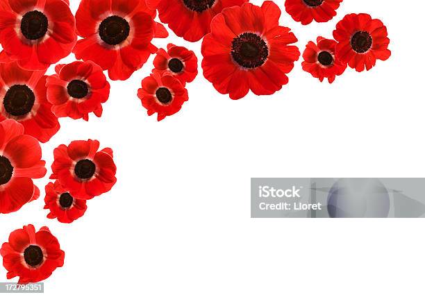 Isoliert Rot Poppies Mit Textfreiraum Xxl Stockfoto und mehr Bilder von Mohn - Pflanze - Mohn - Pflanze, Rand, Rot