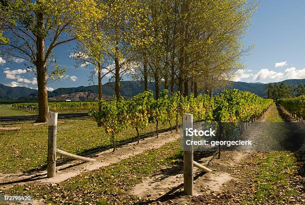 Otoño Vineyard Foto de stock y más banco de imágenes de Blenheim - Nueva Zelandia - Blenheim - Nueva Zelandia, Nueva Zelanda, Agricultura