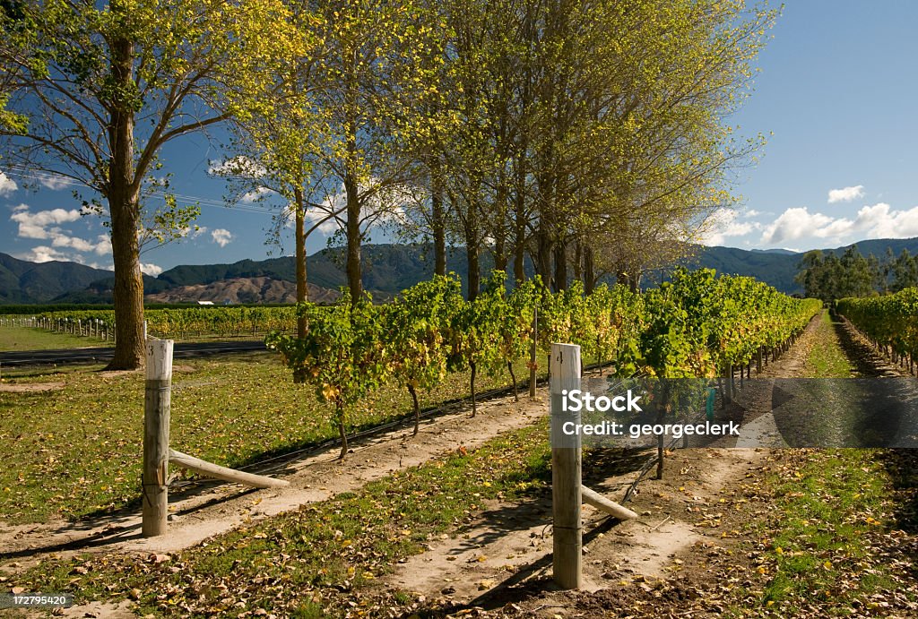 Outono vinha - Royalty-free Blenheim Foto de stock