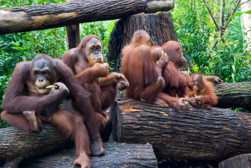 A family of orangutans eating and relaxing on a log.