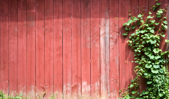 the side of a red painted barn with a green vine growing on it