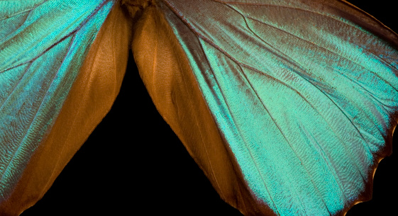 Pañuelo azul ala Macro Close-up photo