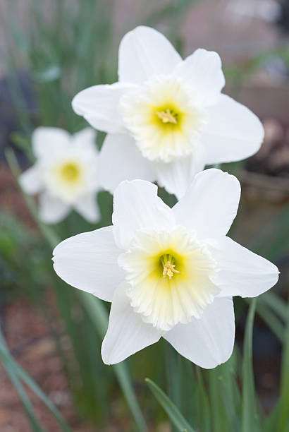 Trio of daffodils stock photo