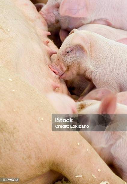 Lattonzoli - Fotografie stock e altre immagini di Affamato - Affamato, Allattare - Mondo animale, Animale