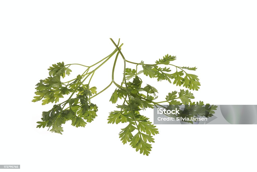 herb series- Cerfoglio - Foto stock royalty-free di Cerfoglio