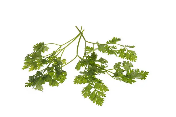 some stems of chervil on whitehere you can see more of my: