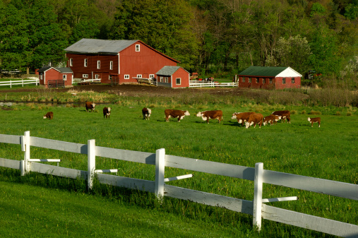 A bunch of cows at pasture in New York.