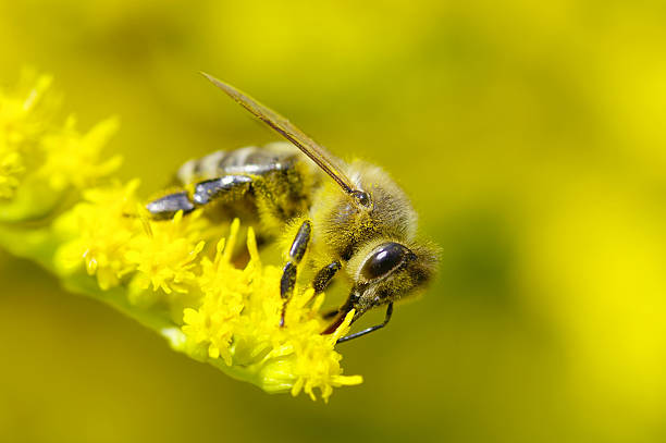 istock Bee on goldenrod.jpg 172795862