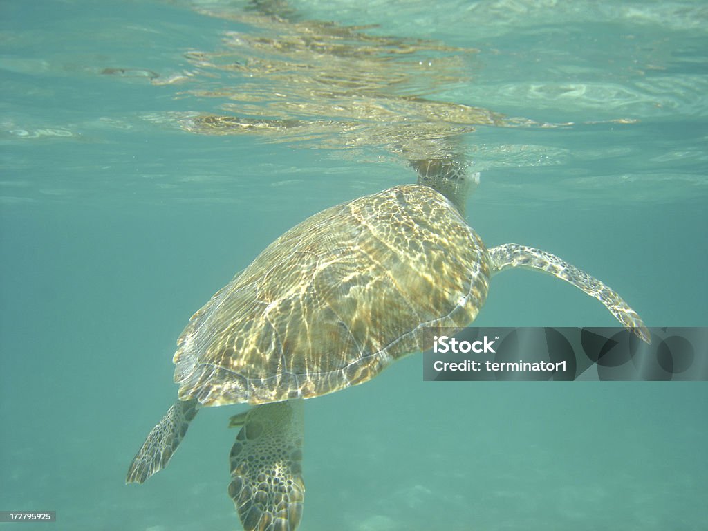 Морская Turtle поверхностей - Стоковые фото Черепаха роялти-фри