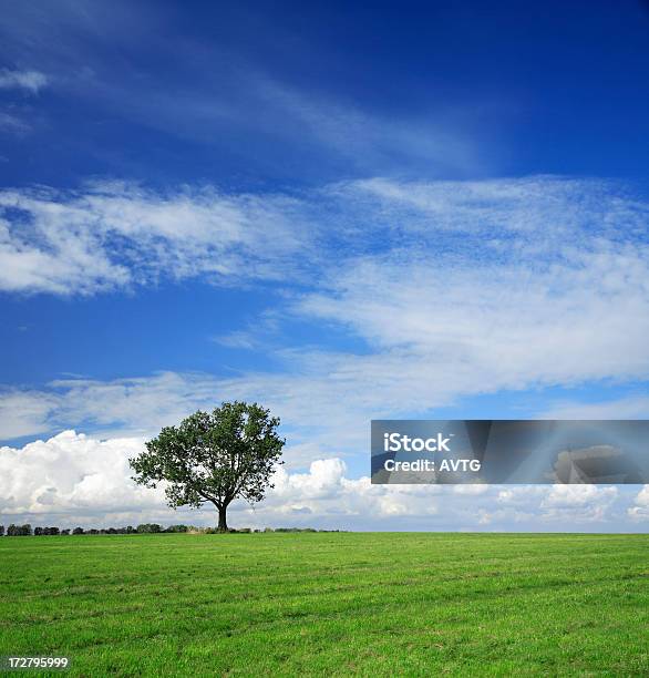 Paesaggio Estivo - Fotografie stock e altre immagini di Agricoltura - Agricoltura, Albero, Albero deciduo