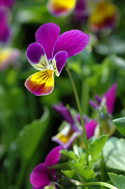 Colorida Flor de borboleta - fotografia de stock