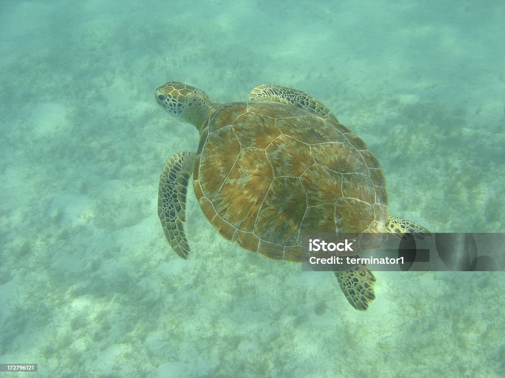 Tartaruga marina e Snorkeling - Foto stock royalty-free di Dermochelide coriacea