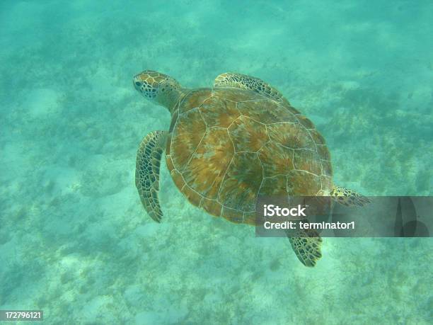 Tartaruga Marina E Snorkeling - Fotografie stock e altre immagini di Dermochelide coriacea - Dermochelide coriacea, Specie in pericolo d'estinzione, Tartaruga comune