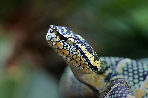 serpiente en selva tropical de wagner - waglers temple viper fotografías e imágenes de stock