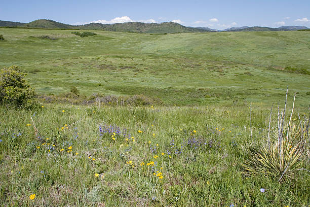 istock Open prairie and wildflowers, Roxborough SP, Colorado 172796269