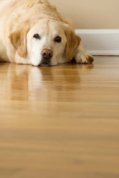 istock Tired, Old Yellow Labrador Retriever Laying, Ears Up 172796314