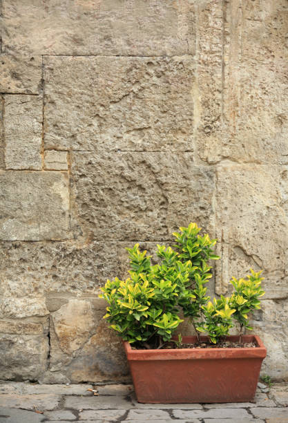 istock Potted plant against a stone wall in Volterra 172796559