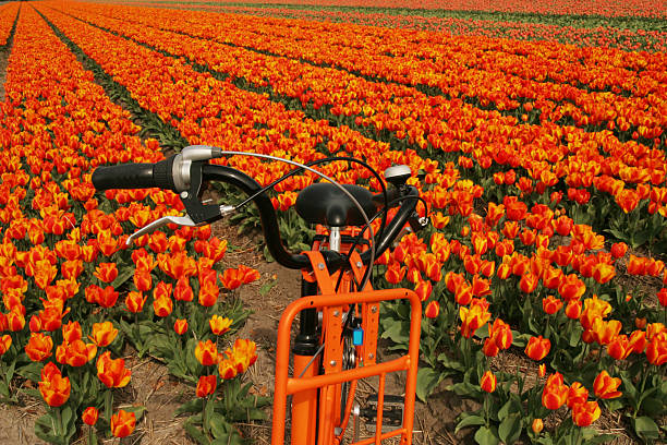 orange bike & tulips stock photo