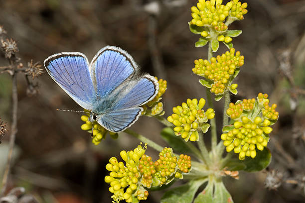 istock Common blue butterfly on sulphur flowers, Colorado 172796687