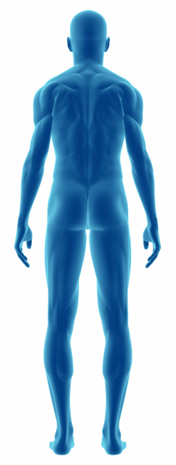 Man's upper body muscles frontal anterior view labeled on a white background.