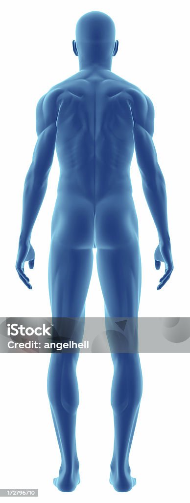3D cartoon of human body from behind Human body of a man for study, on reaw front view, great to be used in medicine works and health. Isolated on a white background.  The Human Body Stock Photo