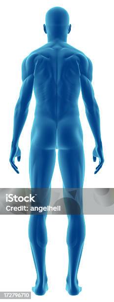 3d Cartoon Of Human Body From Behind Stock Photo - Download Image Now - The Human Body, Rear View, Healthcare And Medicine