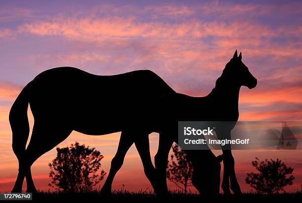 Horse Silhouette Stock Photo - Download Image Now - Canada, Horse, Rural Scene