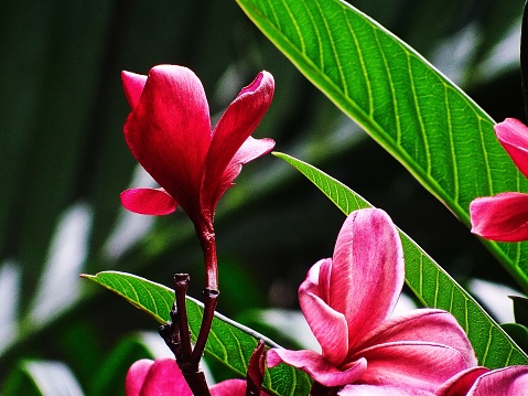 The magenta coloured frangipani flowers are very beautiful and gorgeous and their grandeur is marvellous. The floral pattern formed by them is a fantastic scenic beauty. Frangipani flowers blossom in clusters and in all seasons of the year and in abundance in winter. The flowers are iconic tropical flowers. They spread a sweet smell at night. They are mostly used in worshipping God, making garlands for decorative purposes in functions like marriages and for making bouquets. The flowers depict the pattern created by nature and a sparkling flower texture.