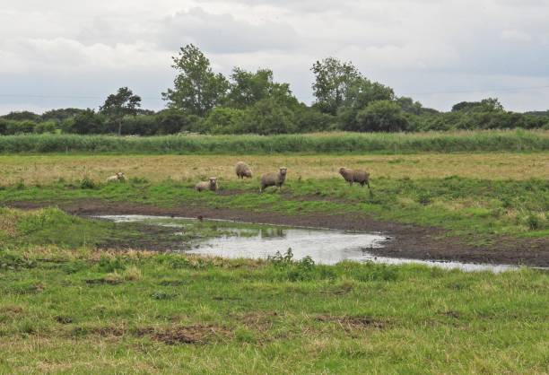 istock sheep grazing on HLS land 1727972069