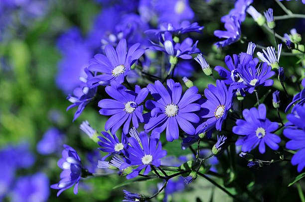 Blue Hybrid Cinraria Longwood hybrid cineraria cineraria stock pictures, royalty-free photos & images