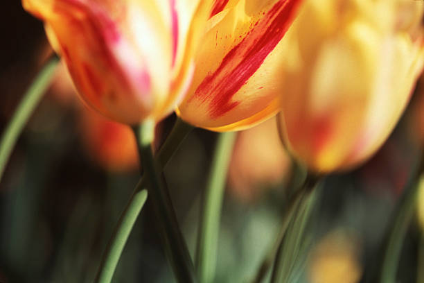 Tulipano giallo - foto stock