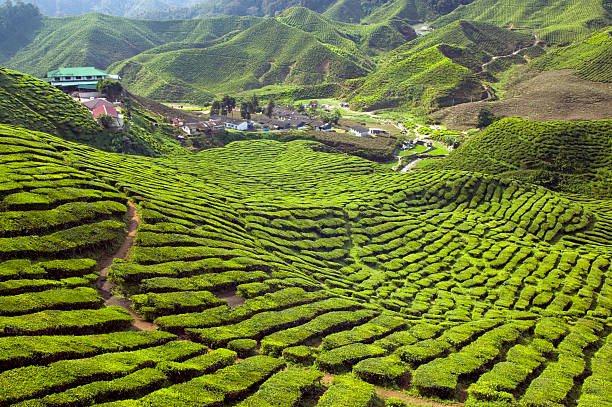 istock tea plantation cameron highlands pahang malaysia 172797496