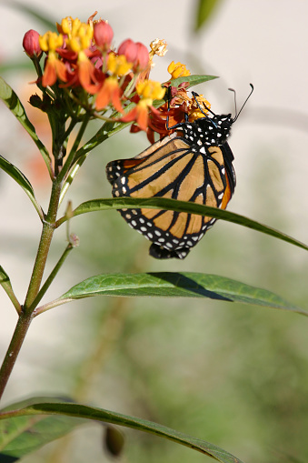 Monarch on milkweed