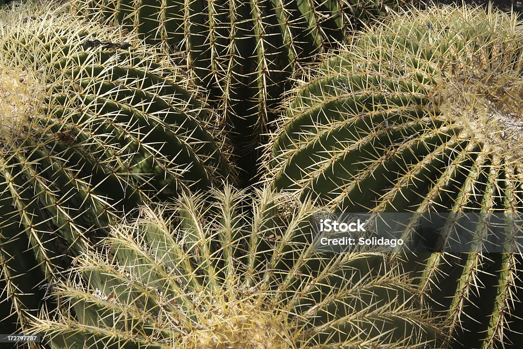 Muitos-cabeça Ferocactus Echinocactus - Royalty-free Jardinagem sem irrigação Foto de stock