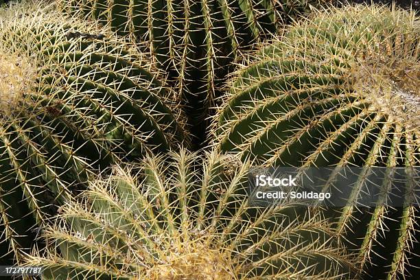Muitoscabeça Ferocactus Echinocactus - Fotografias de stock e mais imagens de Jardinagem sem irrigação - Jardinagem sem irrigação, Ferocactus echinocactus, Ajardinado