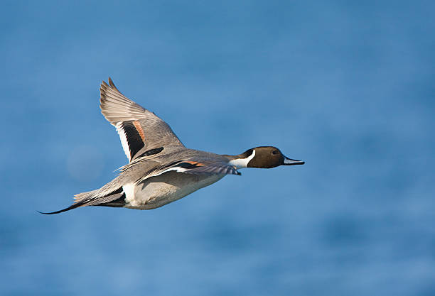 istock Northern Pintail in Flight 172797949