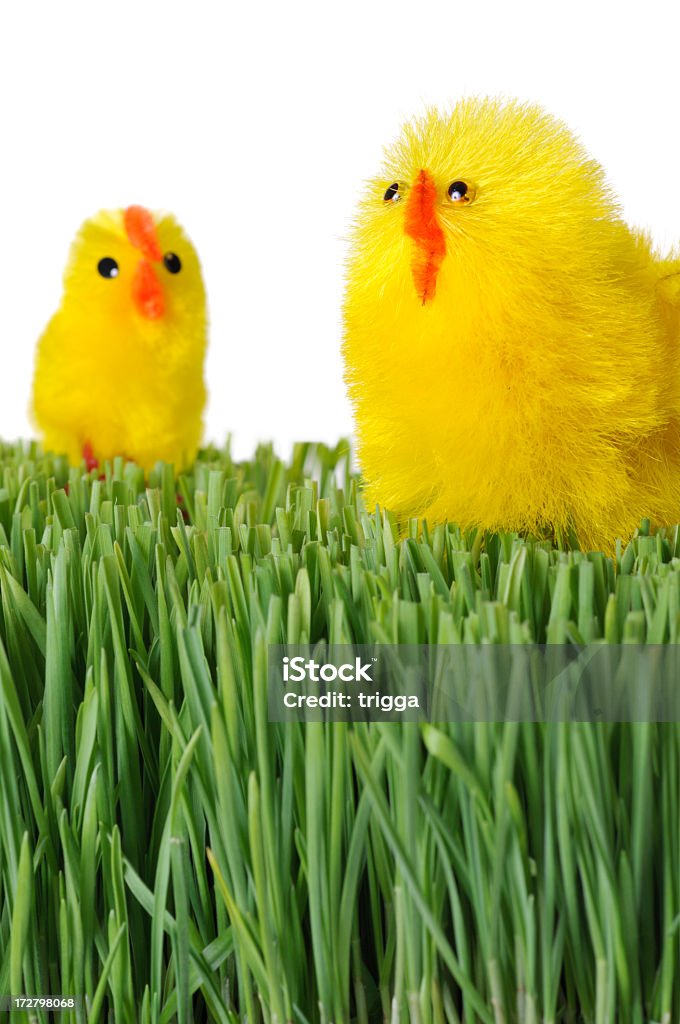 Easter chicks на траве - Стоковые фото Без людей роялти-фри
