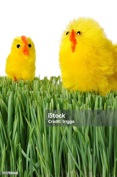Easter Chicks На Траве — стоковые фотографии и другие картинки Без людей - Без людей, Безделушка, Белый фон