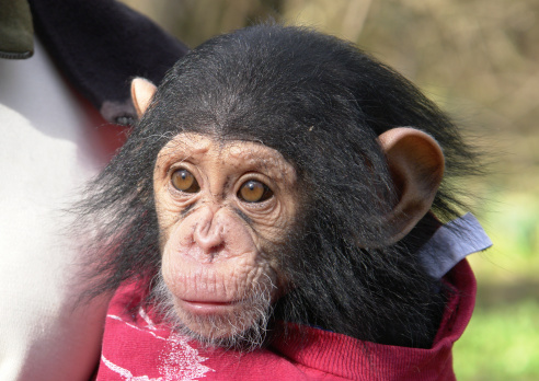 chimp baby portrait