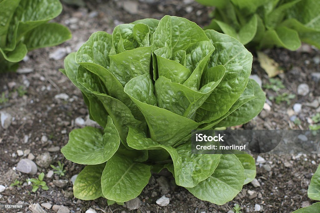 Lettuce Claremont Agriculture Stock Photo